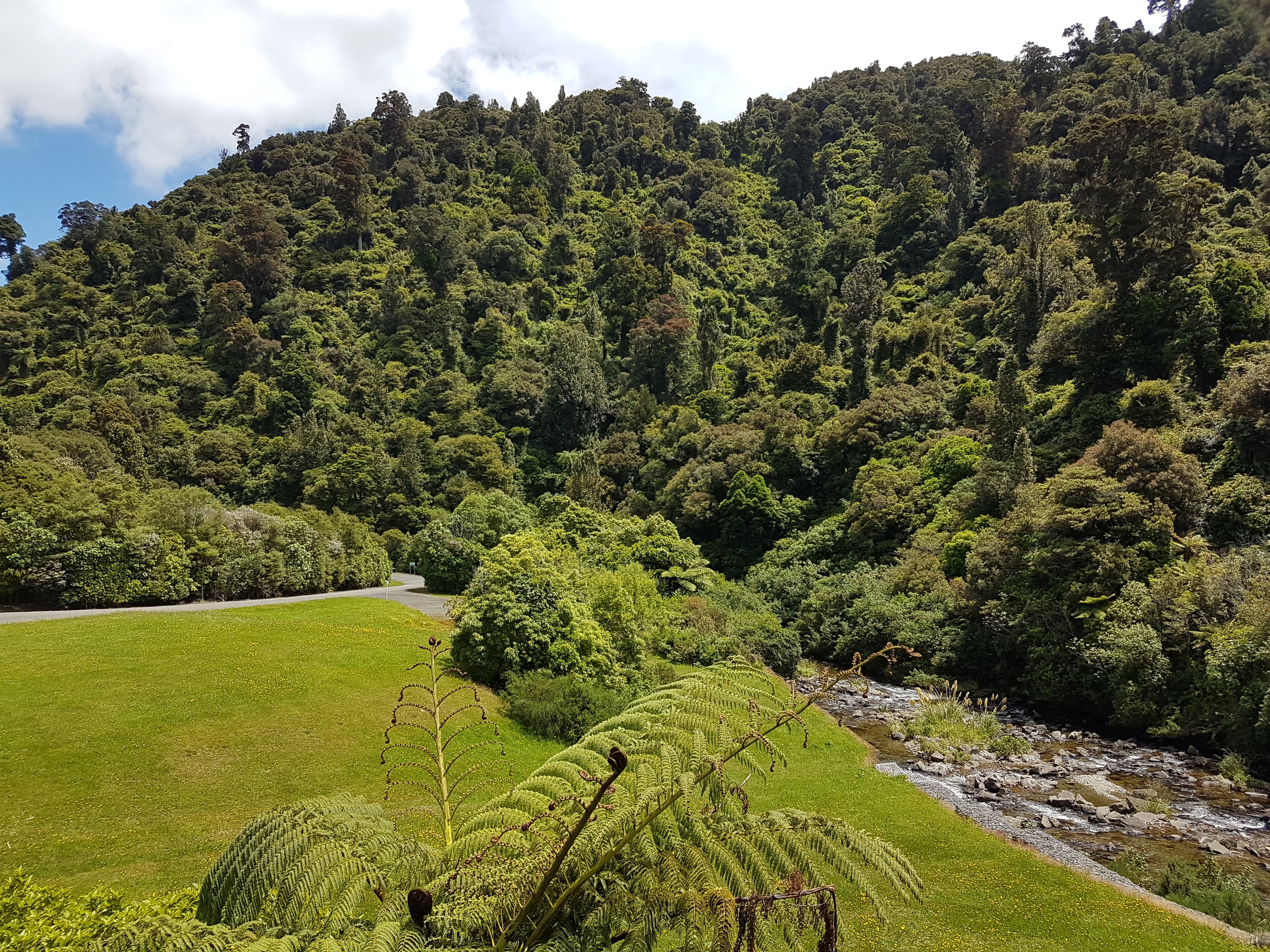 A native bush walk out to a waterfall