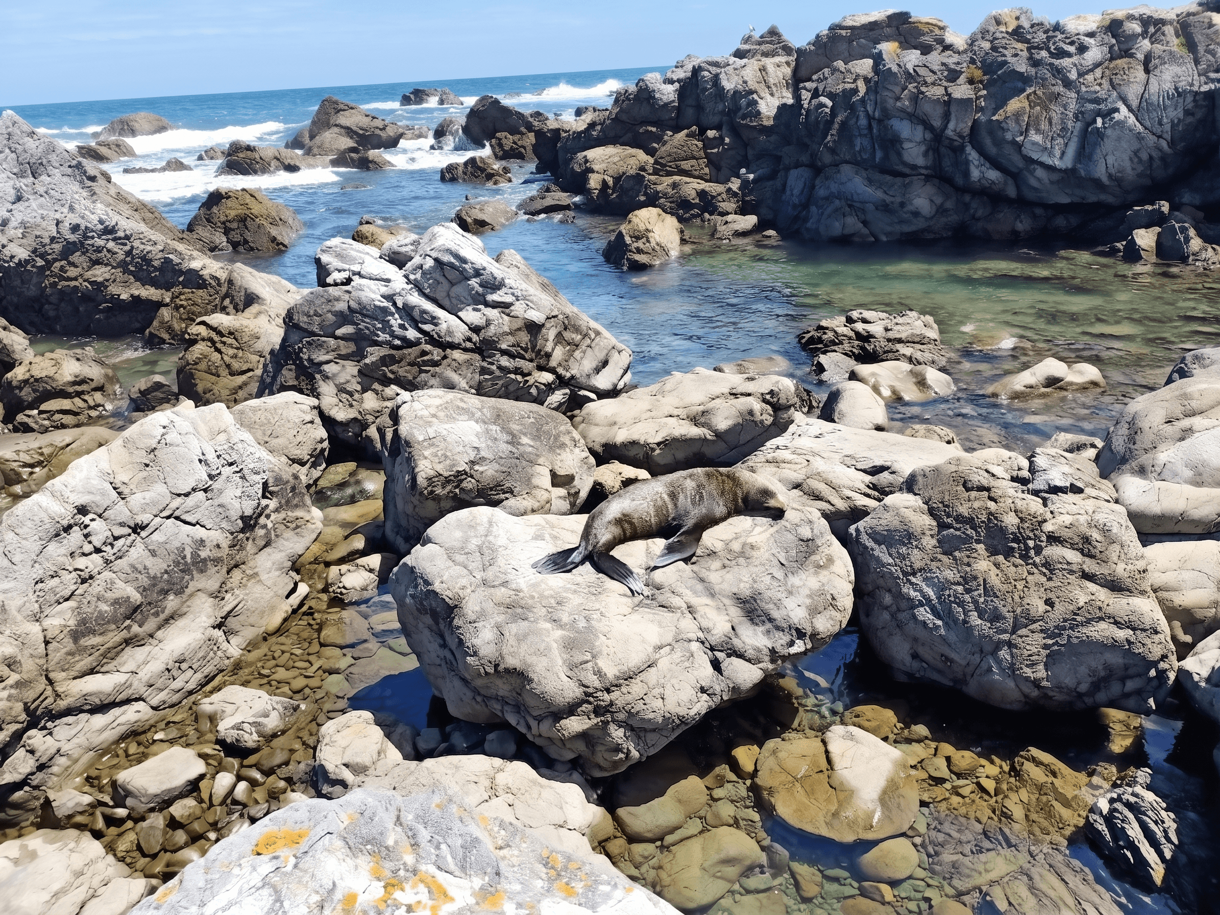 A fur seal at the seal colony near Pencarrow