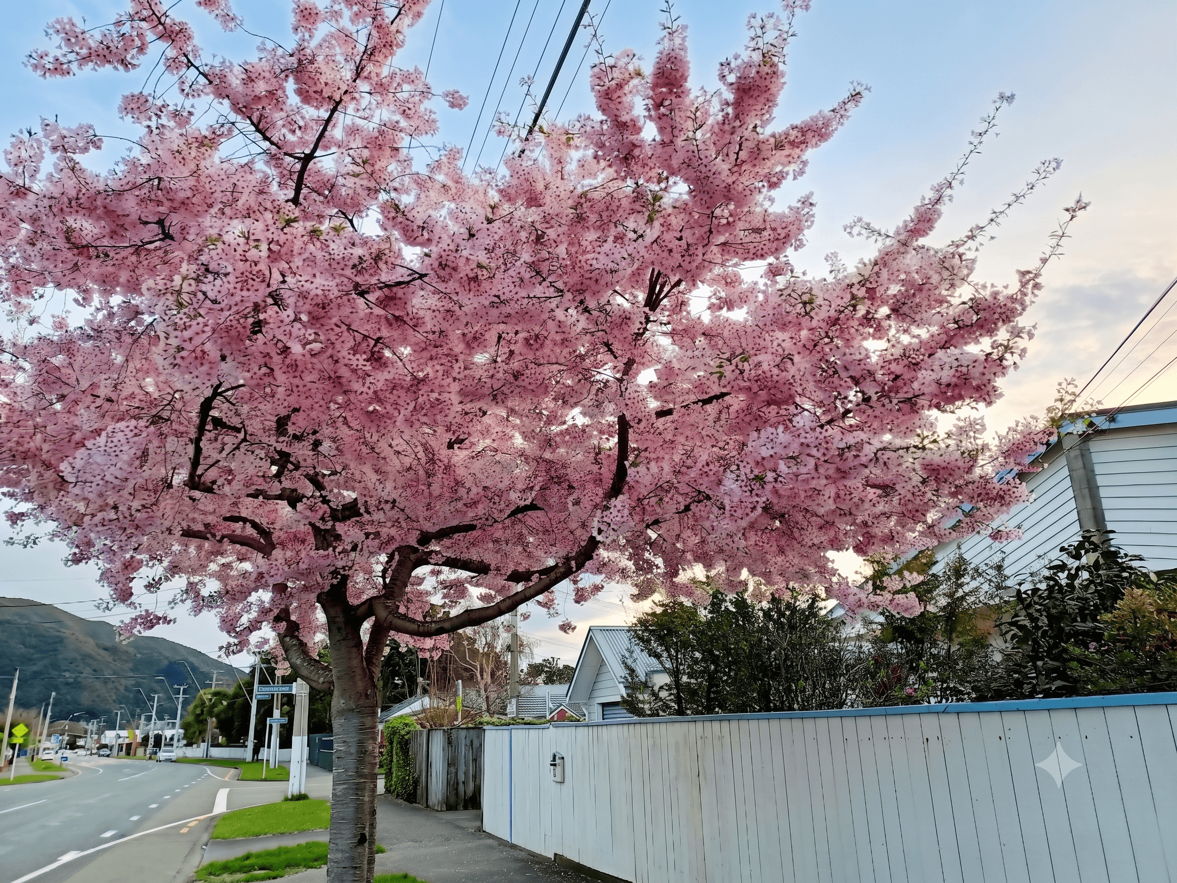 Our street in blossom season