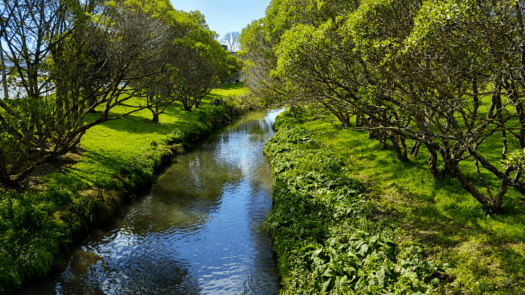 The Waiwhetū Stream near our home in Fairfield